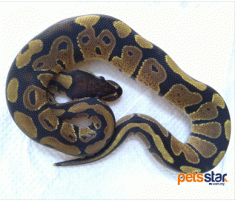 Ball Python